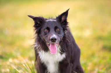 Savunma Bakanlığı itaat eğitimi. Tam uzunluğunda meraklı bir çoban köpeği güneşli bir günün tadını çıkarıyor ve efendisiyle oyunlar oynuyor..