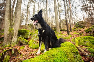 Ormandaki kayadaki Mutlu Köpek. Border collie köpeği dağda bir kayanın üzerinde oturuyor. Ormanda bir şeyler duyuyor..