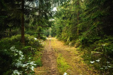 Ormanda yürüyüş parkuru. Parlak güneşli bir günde uzun çam ağaçları, çimenler ve yosunlarla ormanda yürüyüş yapmak..