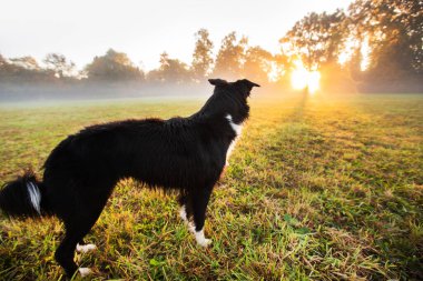 Güneşli bir günde doğada tasmasız bir Collie köpeği. Şehir parkında köpek oyunu ve koşusu.