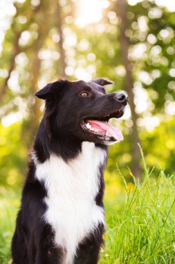 Güzel gündoğumu doğa açık havada tasma olmadan mutlu sınır Collie köpek. Mutlu köpek seyir için fotoğraf makinesi içinde şehir park.