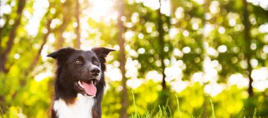 Border Collie dog portrait outdoors in a city park over a beautiful sunset. Overjoyed border collie pup  in nature. Web banner with copy space. clipart