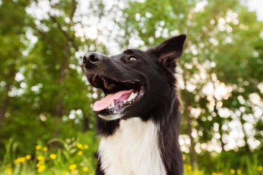Güzel gündoğumu doğa açık havada tasma olmadan mutlu sınır Collie köpek. Mutlu köpek seyir için fotoğraf makinesi içinde şehir park.