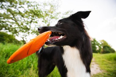 Eğitimli sınır köpeği çoban köpeği parkta en sevdiği oyuncağıyla oynuyor. Tatlı köpek yavrusu, ağzında kırmızı bir frizbi diski tutuyor, yan bakıyor, güneşli bir günün tadını çıkarıyor..