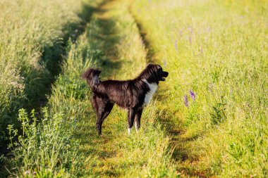 Mutlu Sınır Köpeği Collie tasmasız doğada güzel bir gündoğumunda. Mutlu Köpek şehir parkına bakıyor..