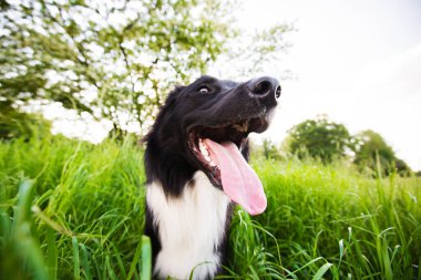 Mutlu Sınır Köpeği Collie tasmasız doğada güzel bir gündoğumunda. Mutlu Köpek şehir parkına bakıyor..