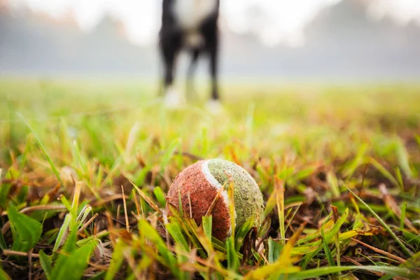 Sällskapsdjur Hund Väntar Ägaren Att Kasta Bollen Utanför Stadspark Och — Stockfoto