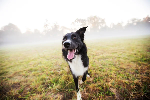 Border Collie Dog Gehoorzaamheidstraining Het Stadspark Een Zonnige Dag Border — Stockfoto