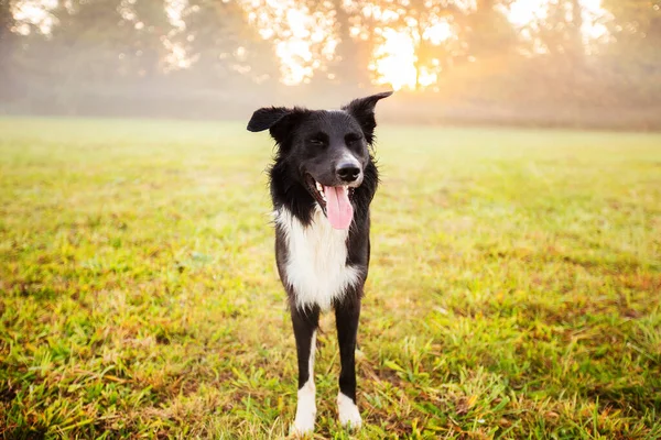 Happy Border Collie Hond Zonder Riem Buiten Natuur Prachtige Zonsopgang — Stockfoto