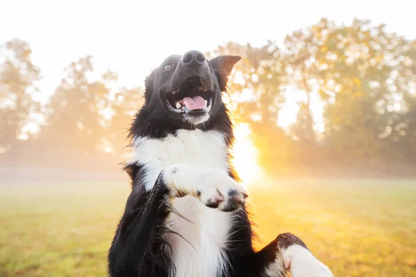 面白い感情を屋外でポーズ素敵な犬の肖像画 目を閉じて笑顔 自然界では喜びに満ちた境界線が重なり合っています 公園で愛らしい純血種のペットが笑っている — ストック写真