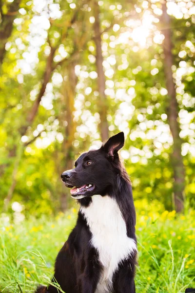 Border Collie Hond Portret Buiten Een Stadspark Een Prachtige Zonsondergang — Stockfoto