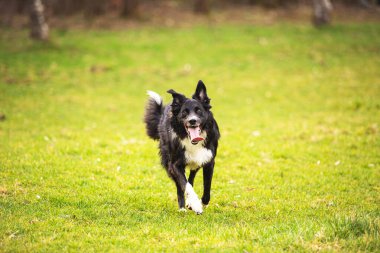 Güzel gündoğumu doğada açık havada çalışan tasma olmadan bir safkan Border Collie köpek. Köpek oyun ve şehir parkında koşma. Gündoğumu arka plan üzerinde mutlu köpek.
