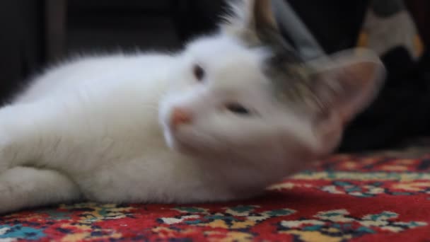 Katze auf dem Teppich — Stockvideo