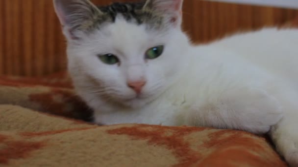 Katze auf dem Bett — Stockvideo