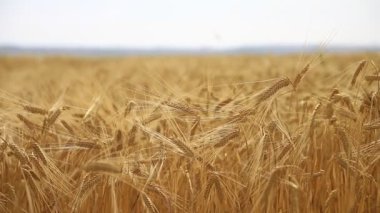 Altın buğday tarlası