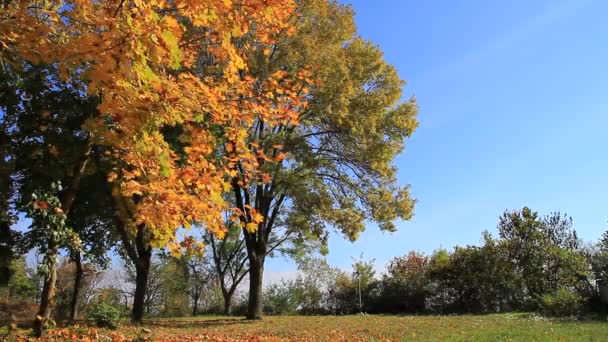 Otoño en el parque — Vídeo de stock