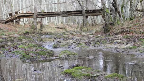 Річка в лісі — стокове відео