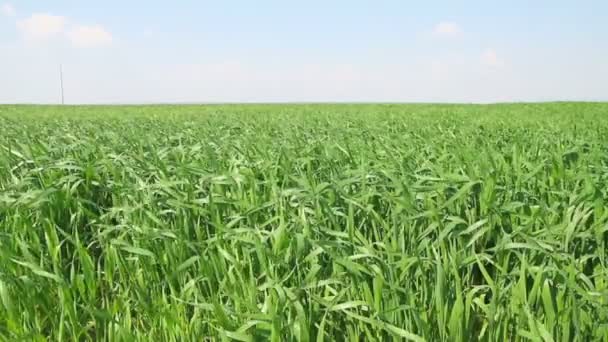 Green wheat field — Stock Video