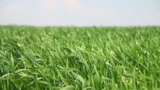 Wheat field — Stock Video