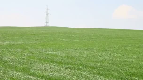 Пшеничное поле движется от ветра — стоковое видео