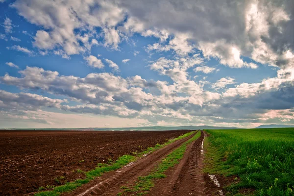 Dirt road and wheat of field — Stock Photo, Image