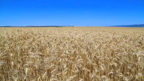 Field of wheat — Stock Video