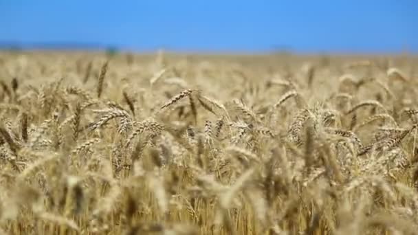 Wheat field — Stock Video