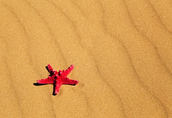 Red starfish on sand in desert — Stock Photo, Image