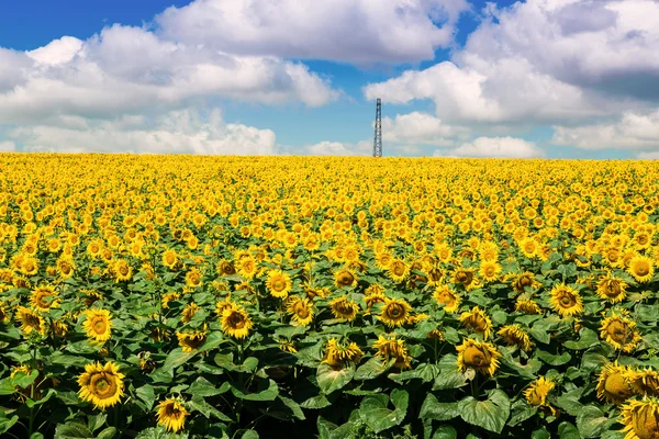 Campo di girasole — Foto Stock