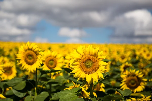 Girassol no verão — Fotografia de Stock