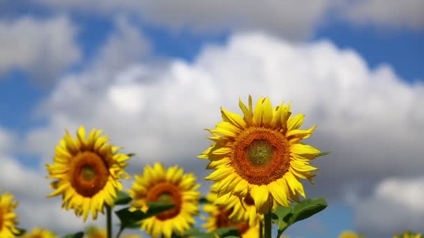 Sunflower — Stock Video