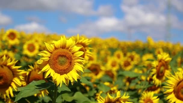 Girasol en verano — Vídeos de Stock