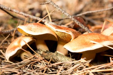dört suillus bovinus