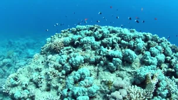 Vue sous-marine du récif — Video