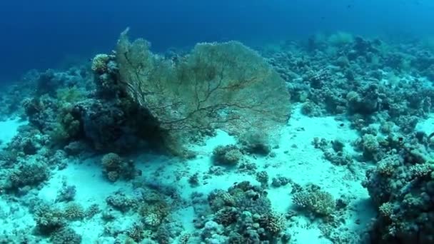 Підводний погляд на Gorgonia — стокове відео