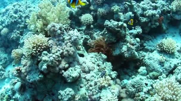 Clownfishes — Stockvideo