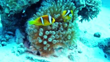 clownfishes makro