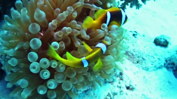 Clownfishes and anemone — Stock Video