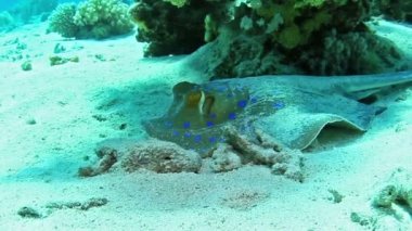 mavi benekli stingray