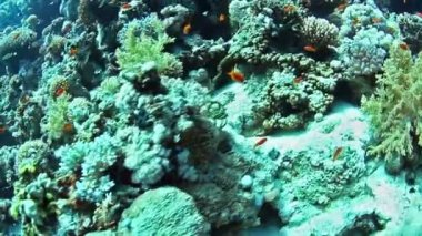 Sualtı görüntüleme