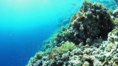 resif kenar üzerinde göster