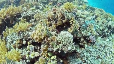 Sualtı tropic arka plan