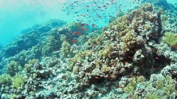 Підводний shoal риб — стокове відео