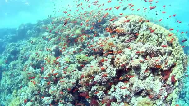 Підводний shoal — стокове відео