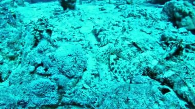 dokunaçlı flathead