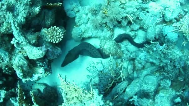 Giant moray — Stock Video