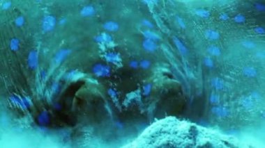 mavi benekli stingray