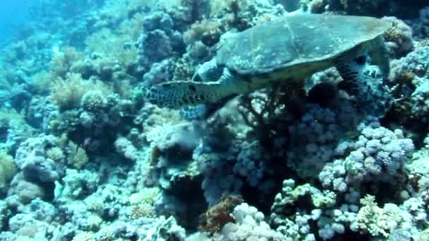 Żółw szylkretowy — Wideo stockowe