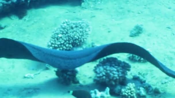 Гігантські регіоні moray — стокове відео