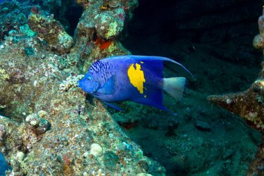 yellowbar melek balığı